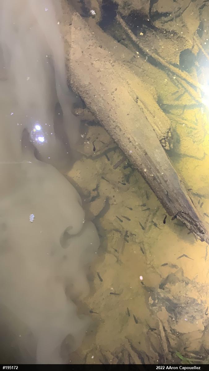 Wood Frog
