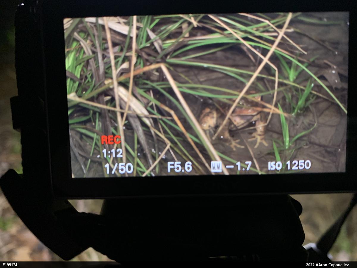 Eastern American Toad