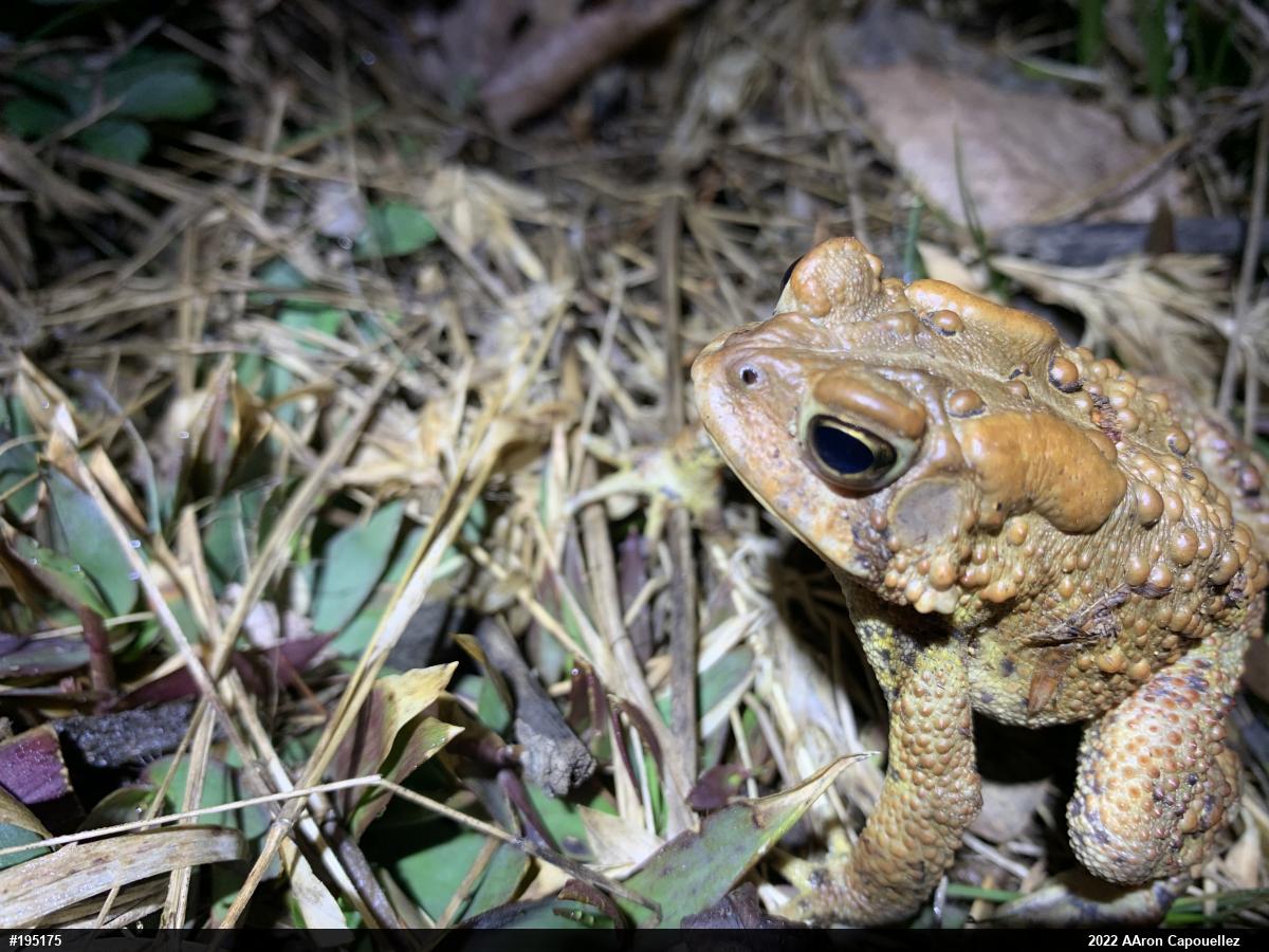 Eastern American Toad