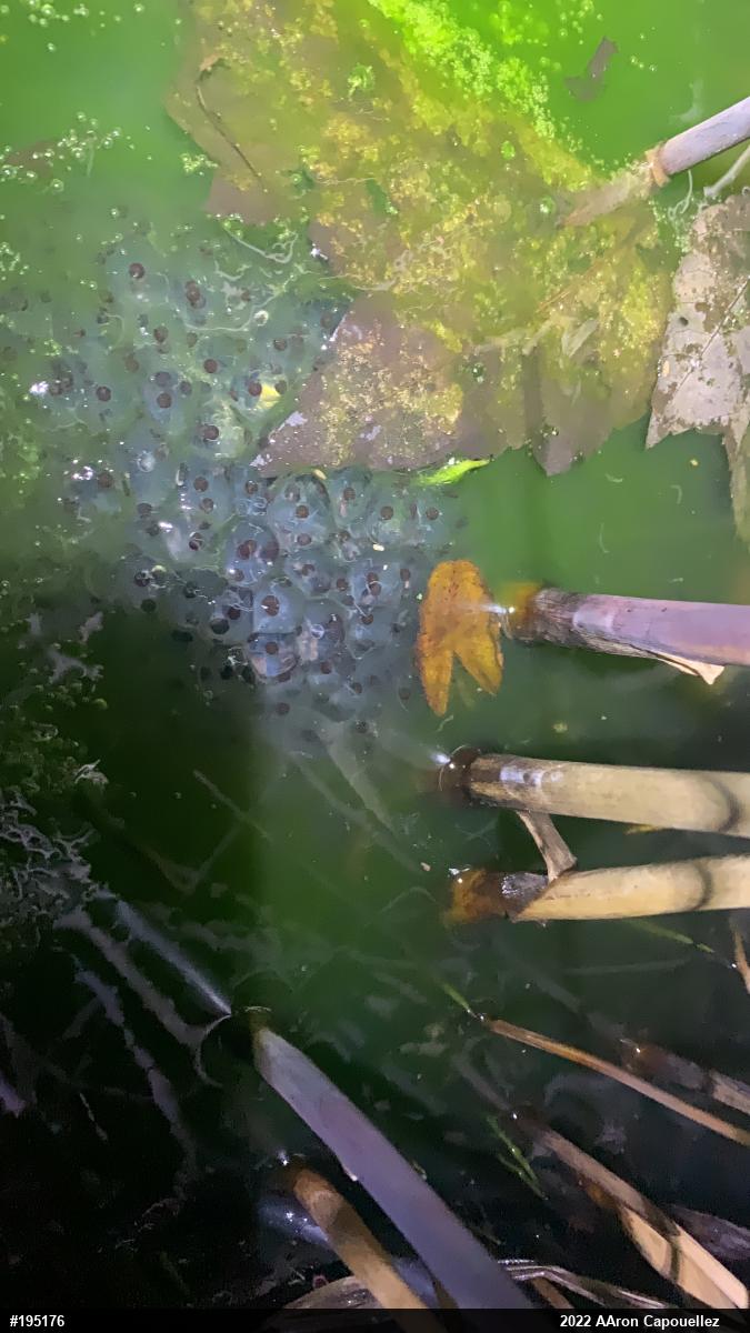 Wood Frog