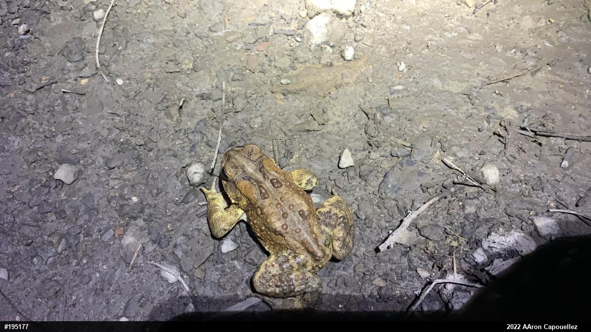 Eastern American Toad