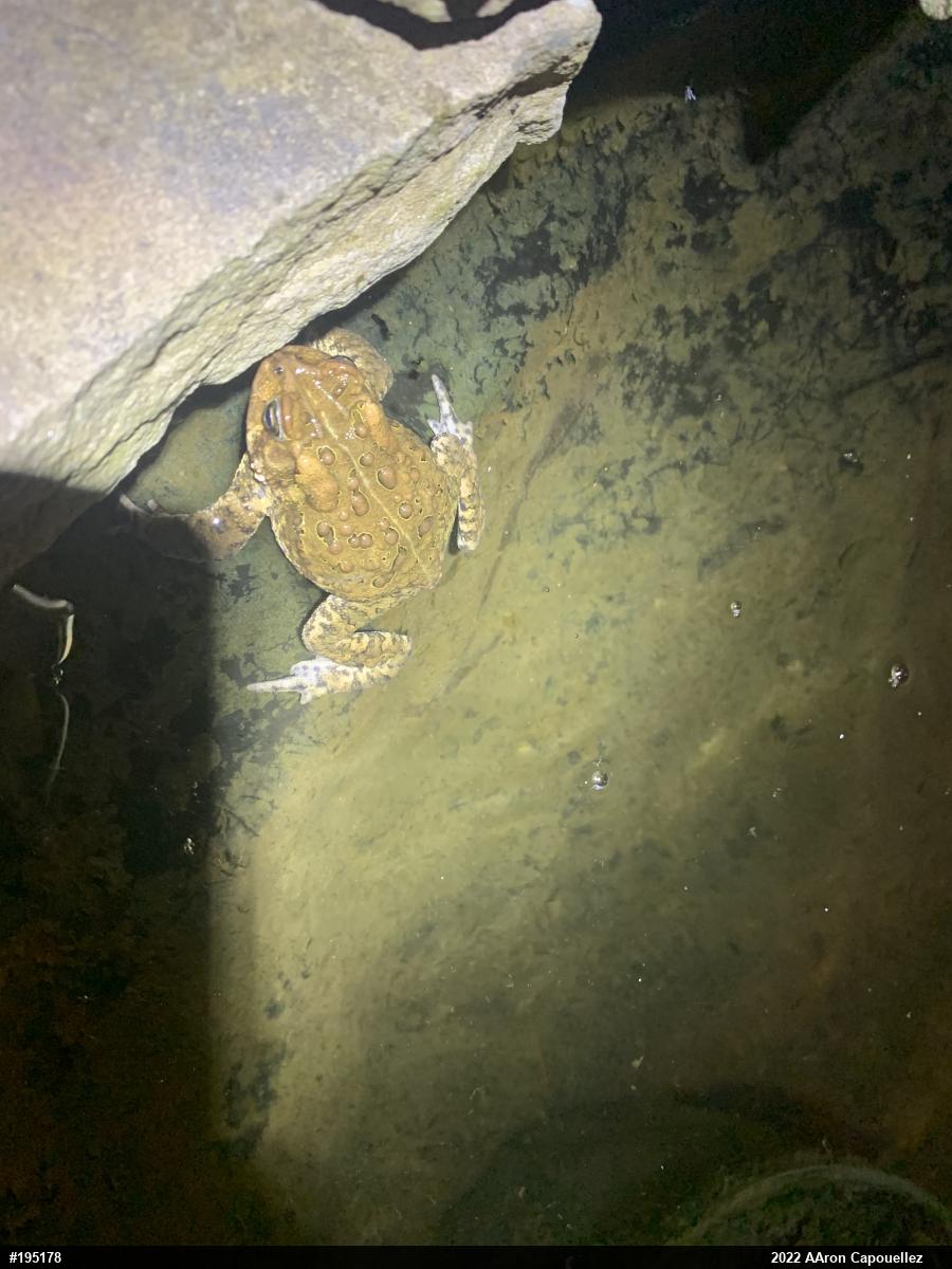 Eastern American Toad