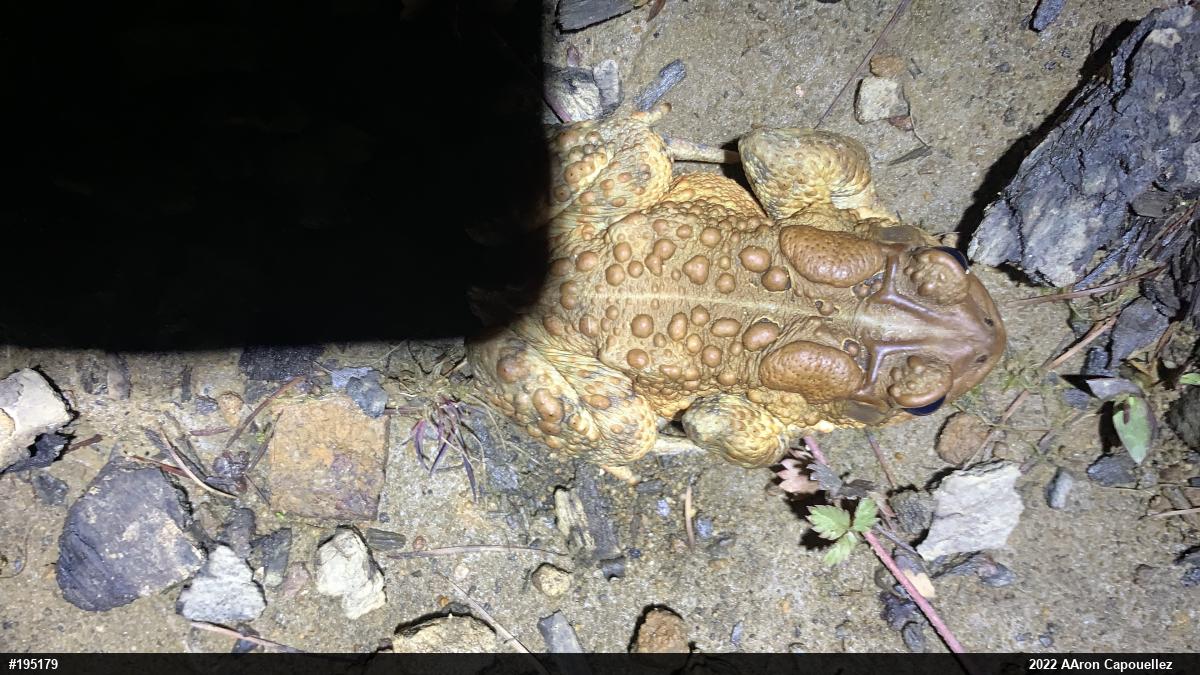 Eastern American Toad