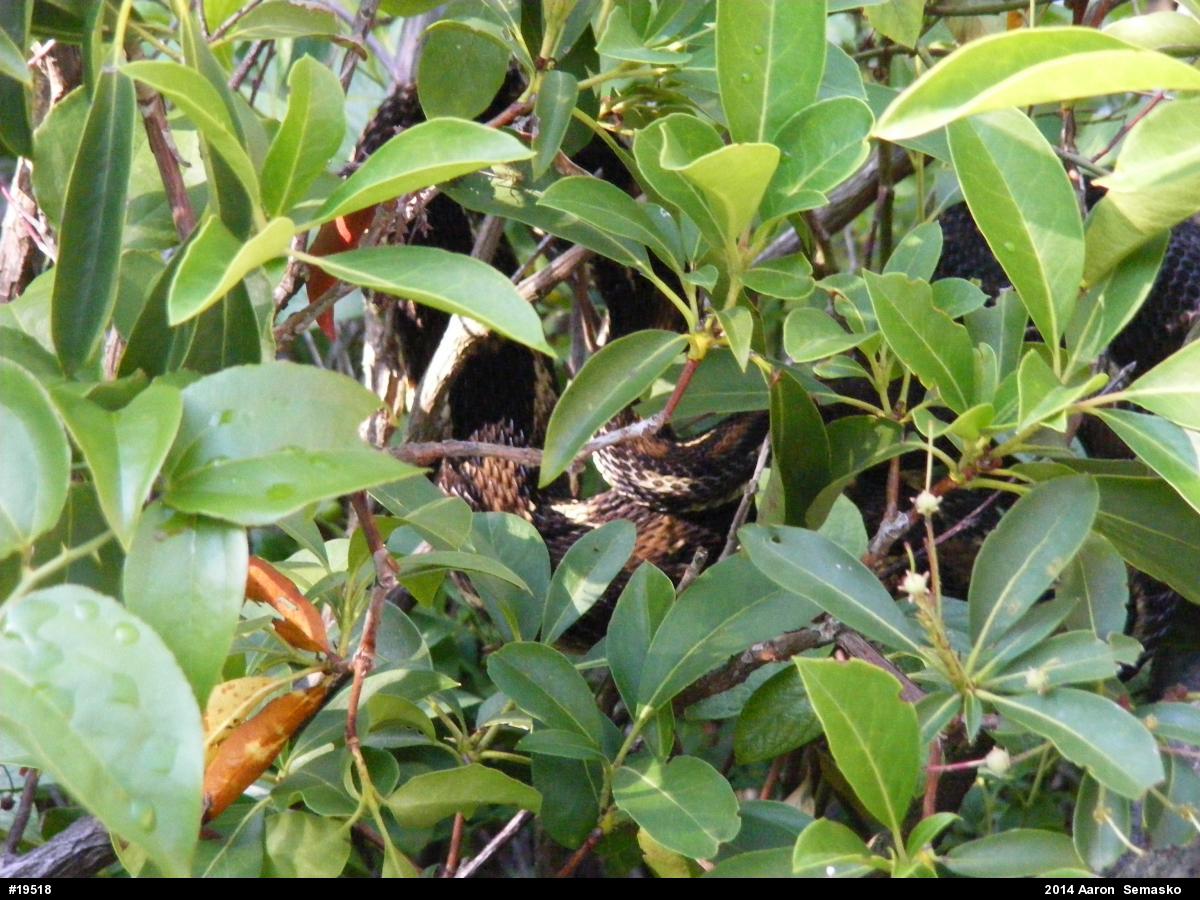 Timber Rattlesnake