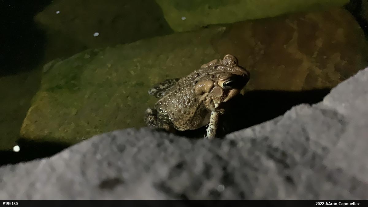 Eastern American Toad