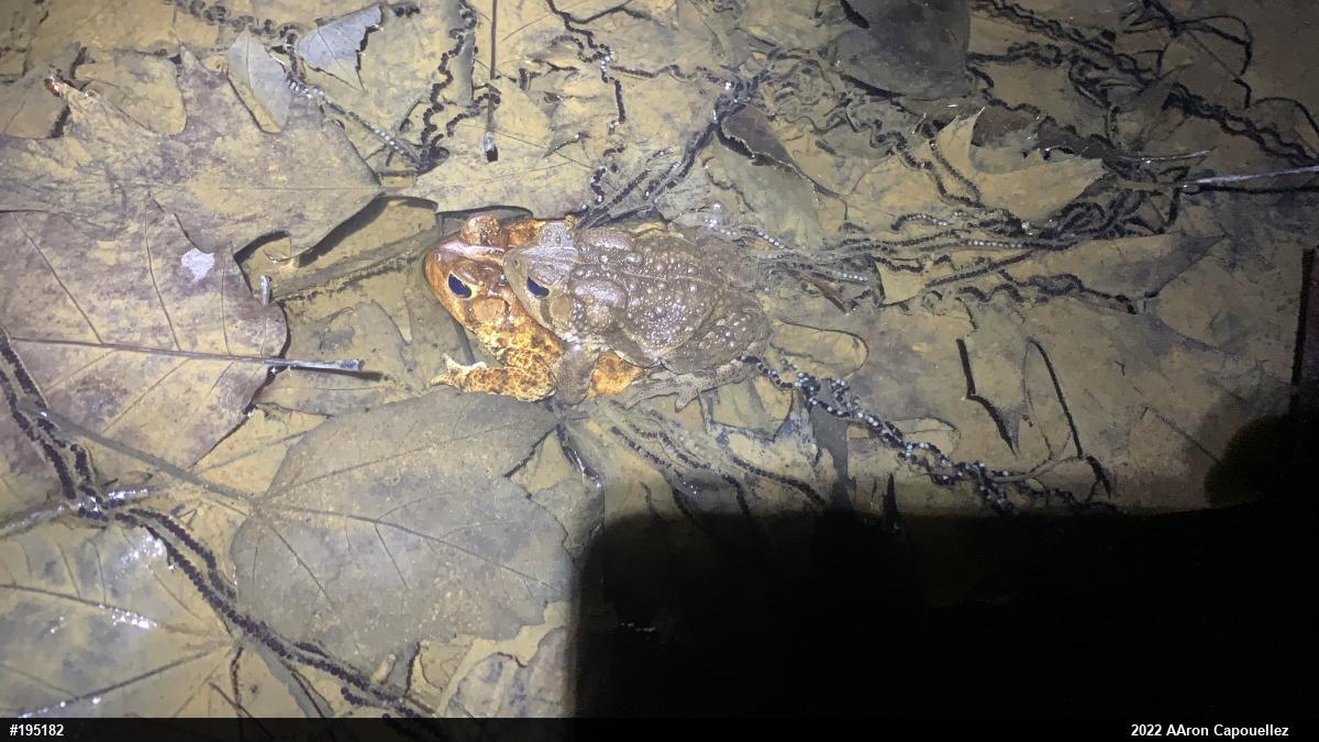 Eastern American Toad