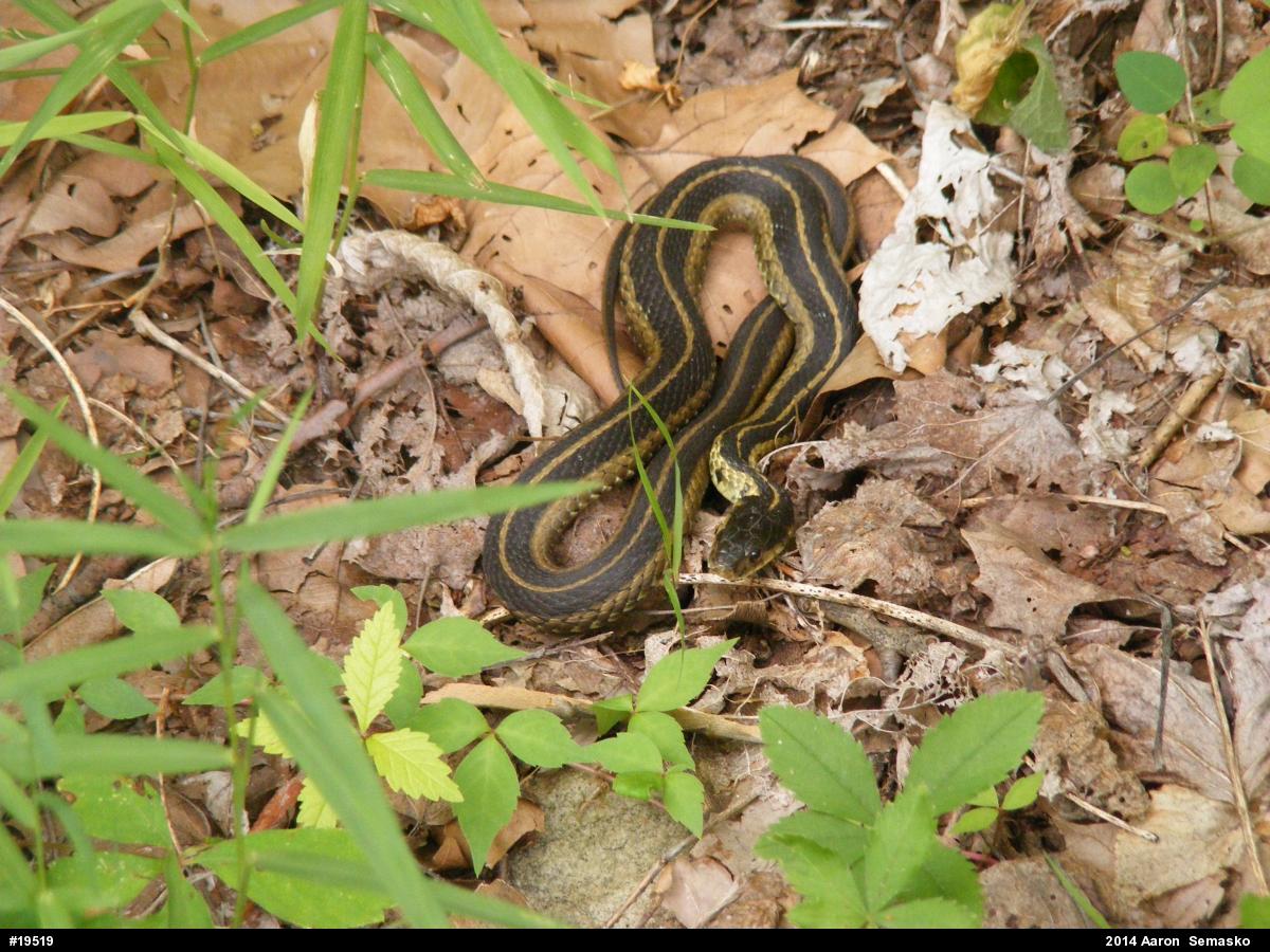Eastern Gartersnake