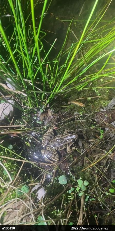 Pickerel Frog