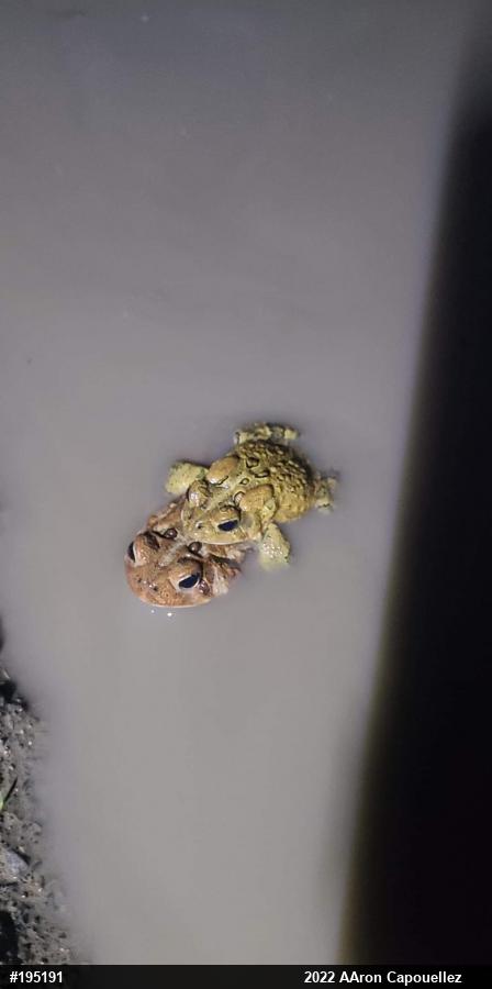 Eastern American Toad
