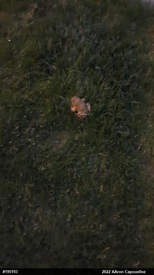 True Toads
