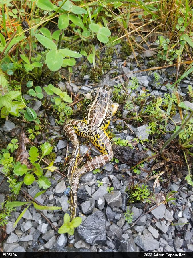 Pickerel Frog