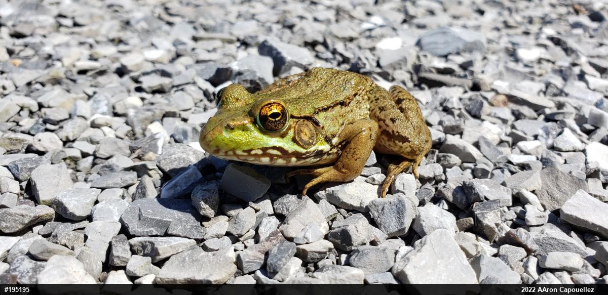 Green Frog