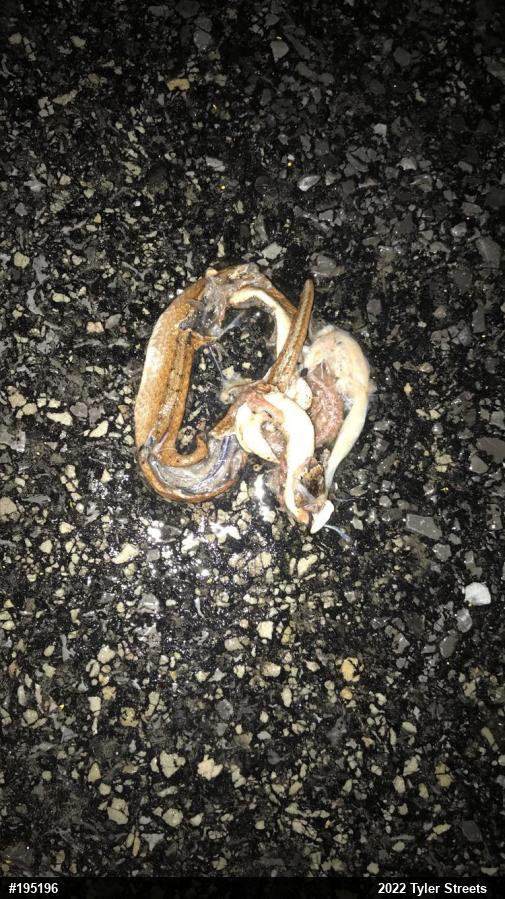 Dekay's Brownsnake