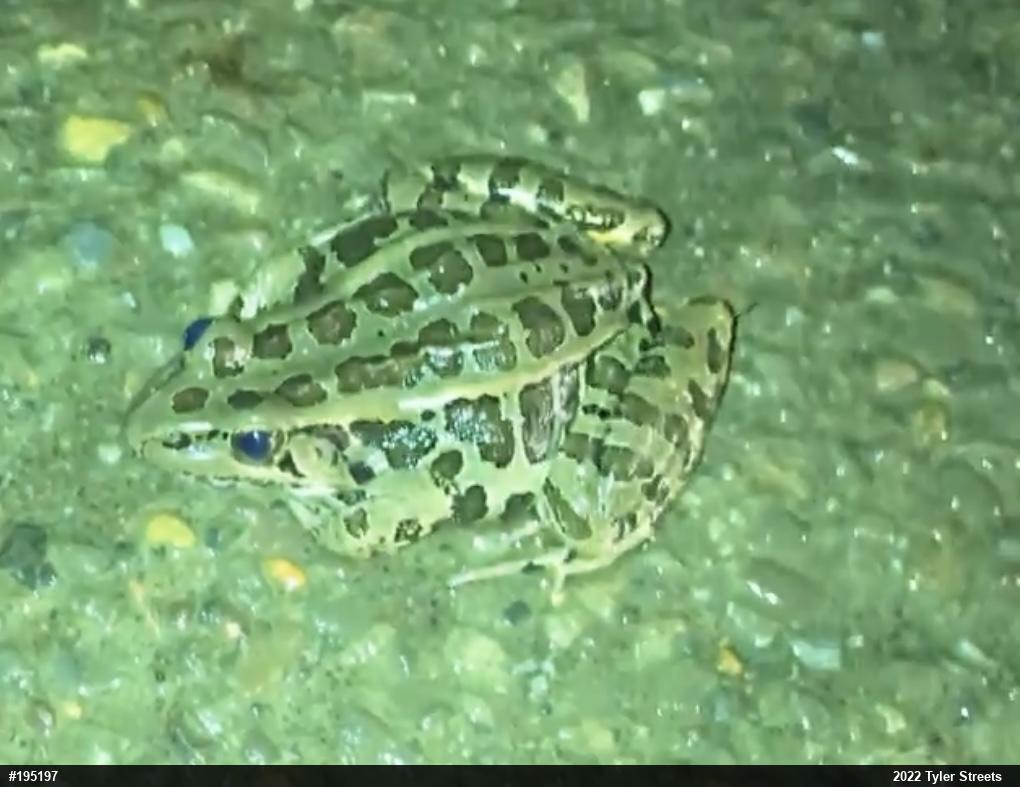 Pickerel Frog