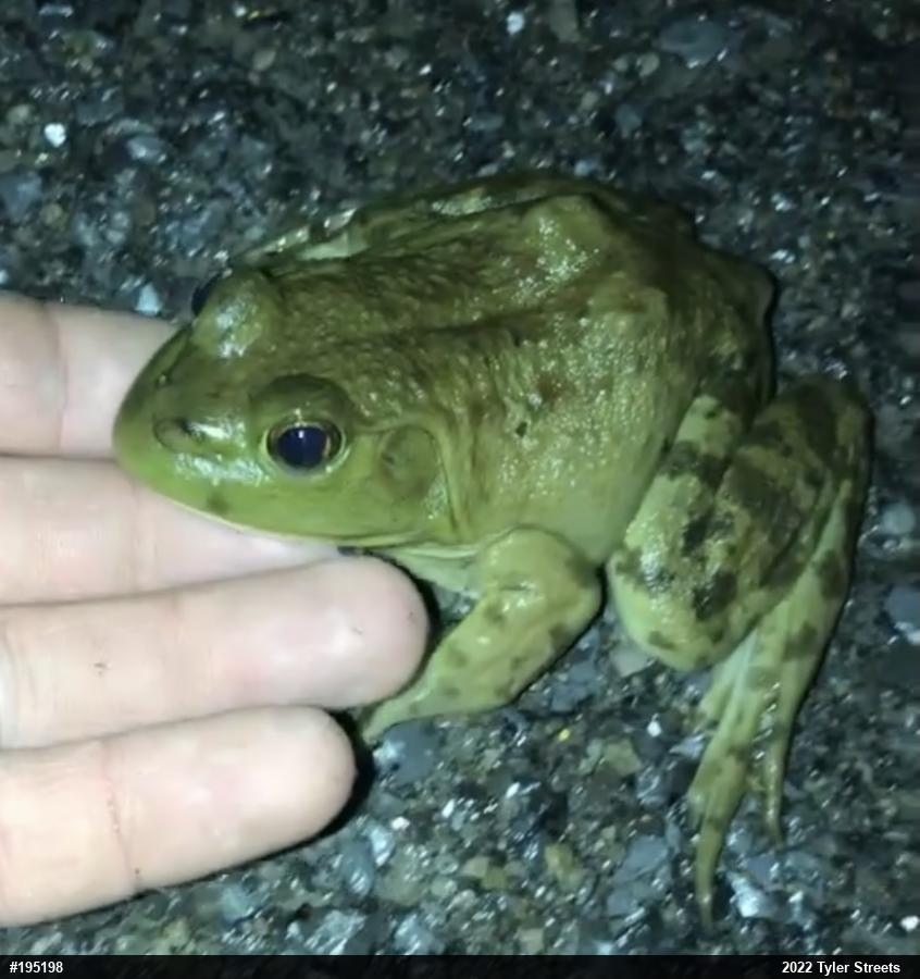 American Bullfrog