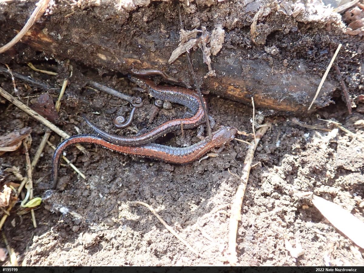 Eastern Red-backed  Salamander