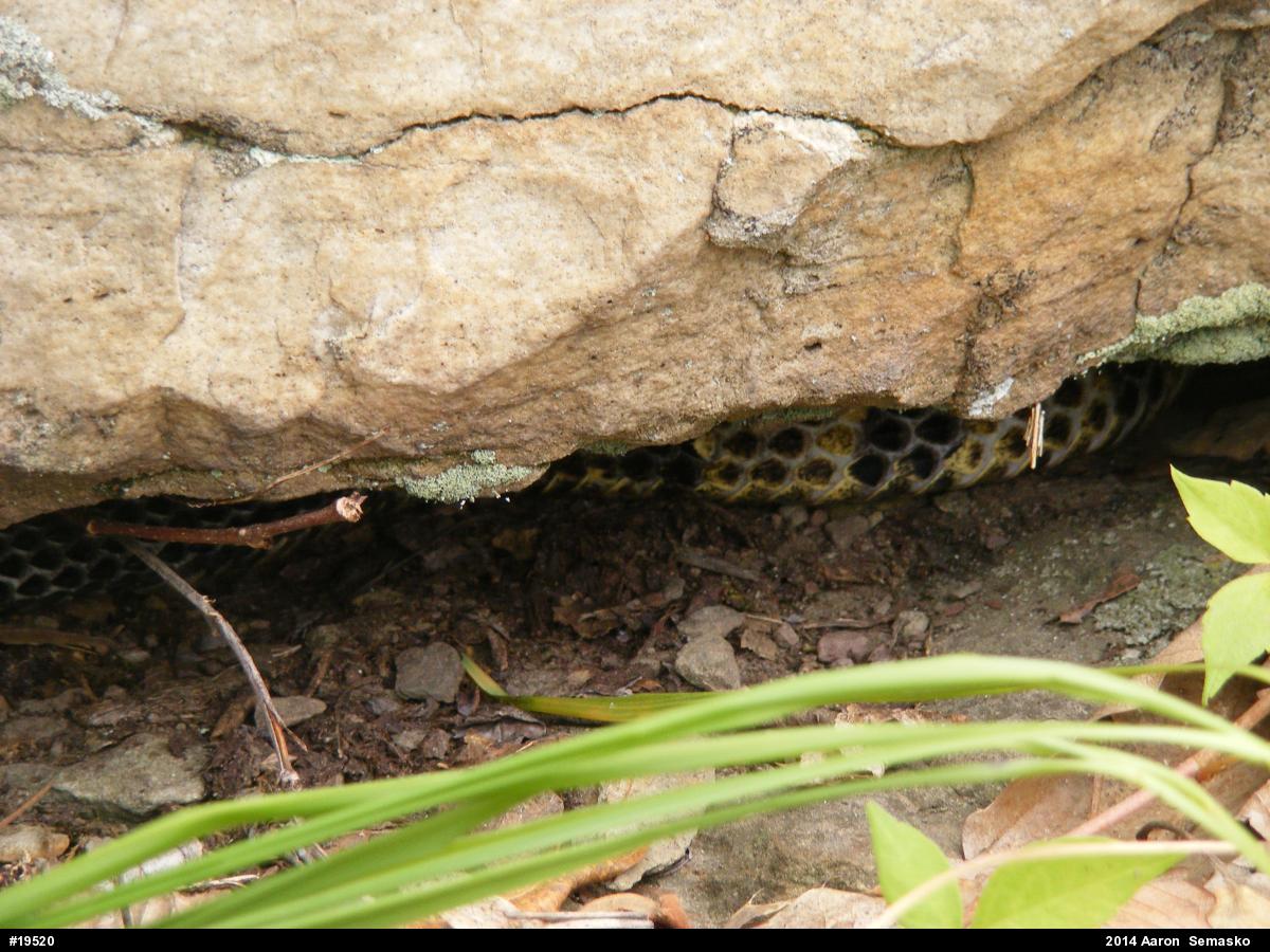 Timber Rattlesnake