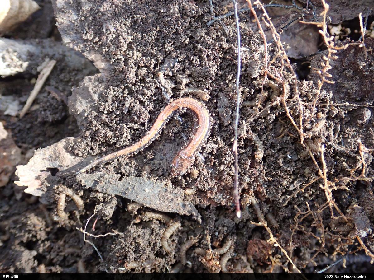 Eastern Red-backed  Salamander