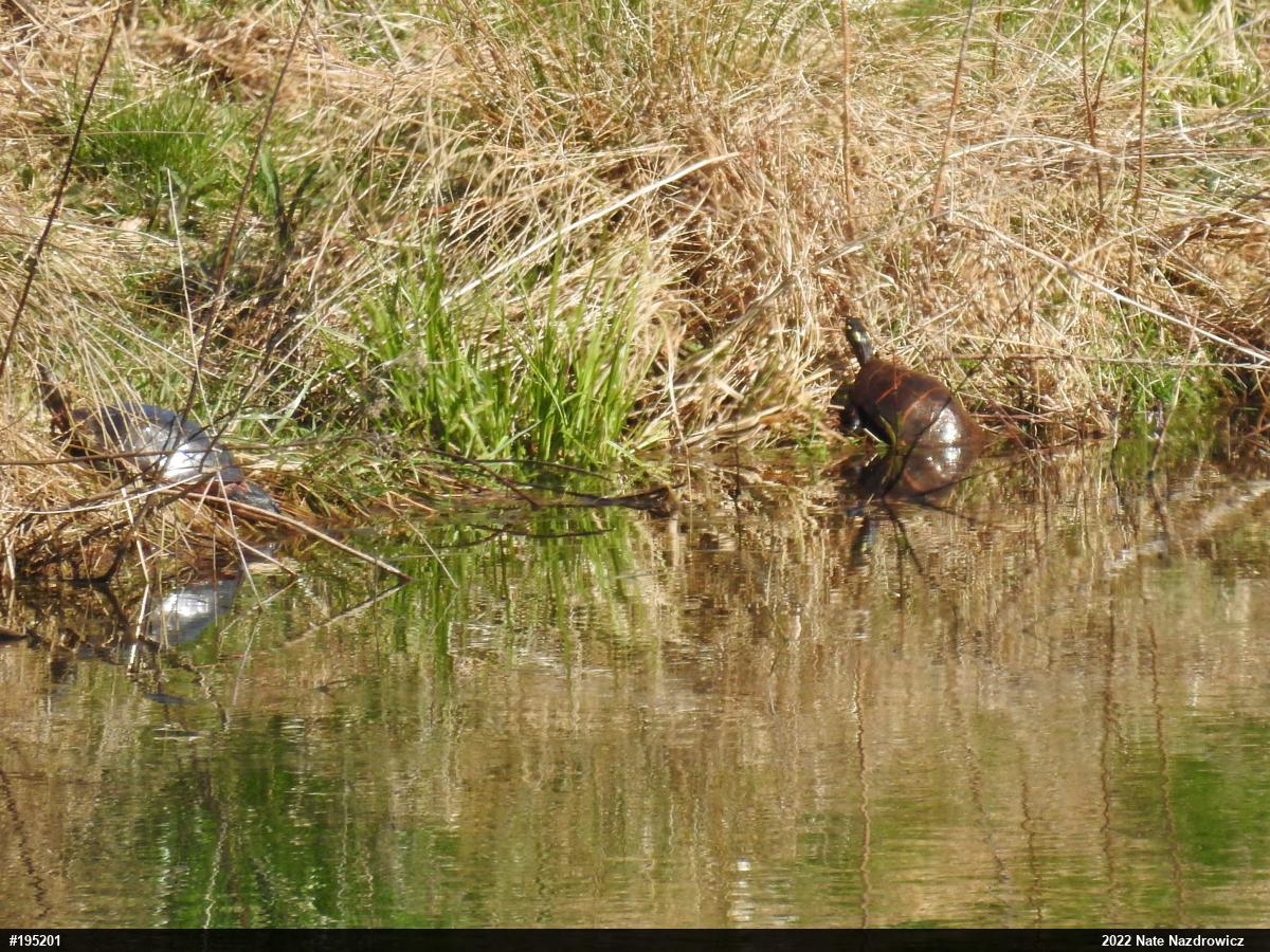 Eastern Painted Turtle