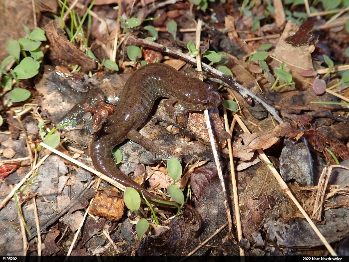 Northern Dusky Salamander