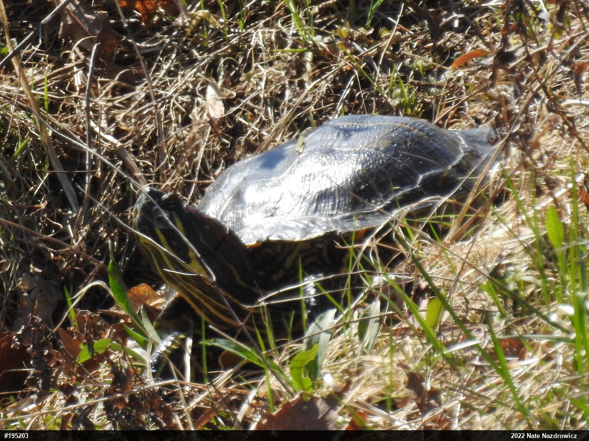 Red-eared Slider