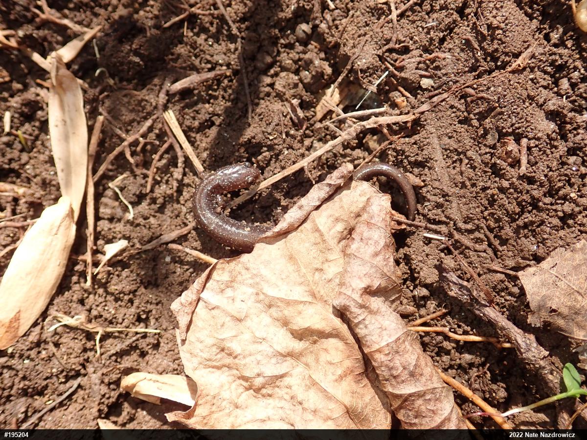 Eastern Red-backed  Salamander
