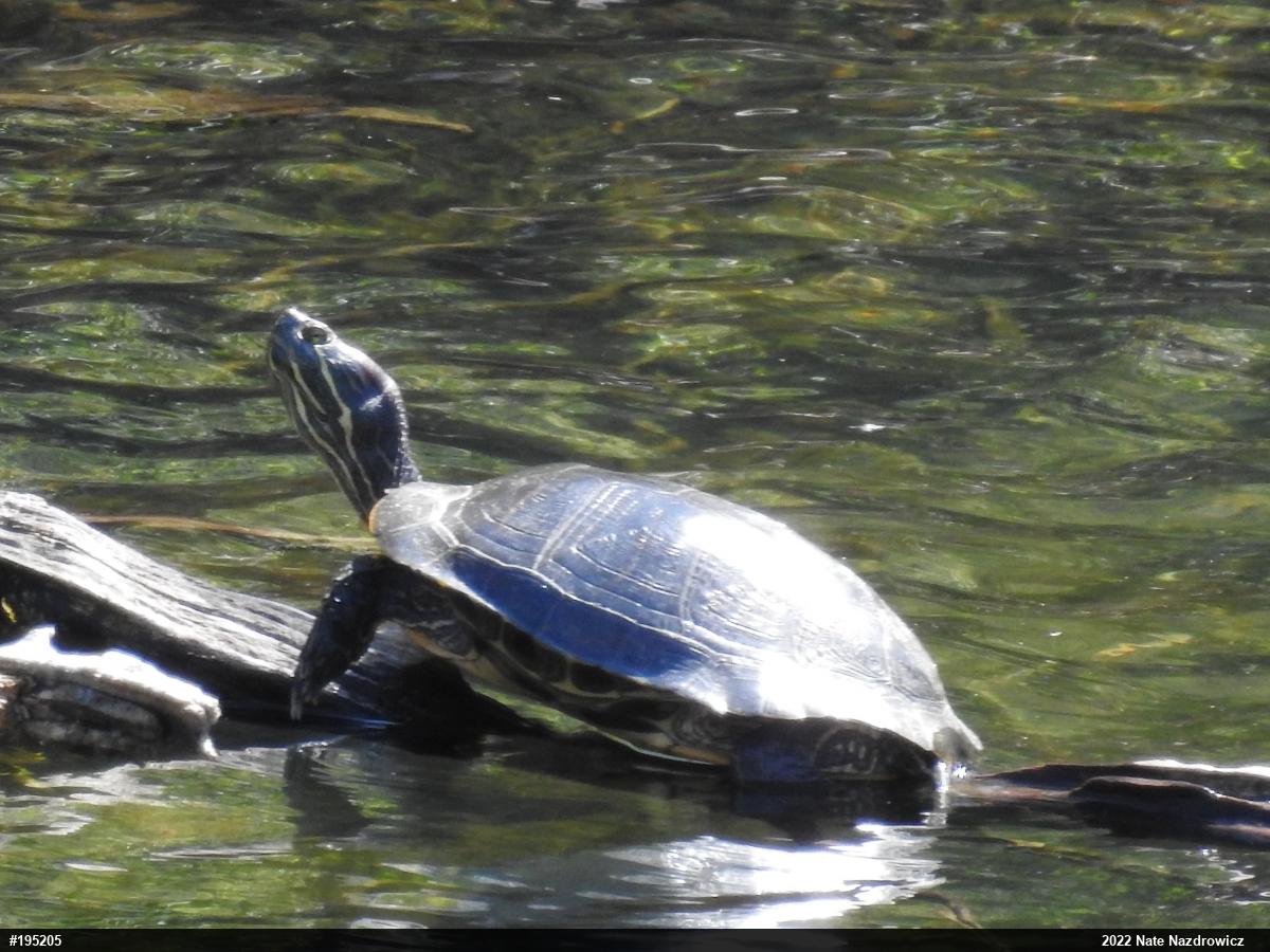 Red-eared Slider
