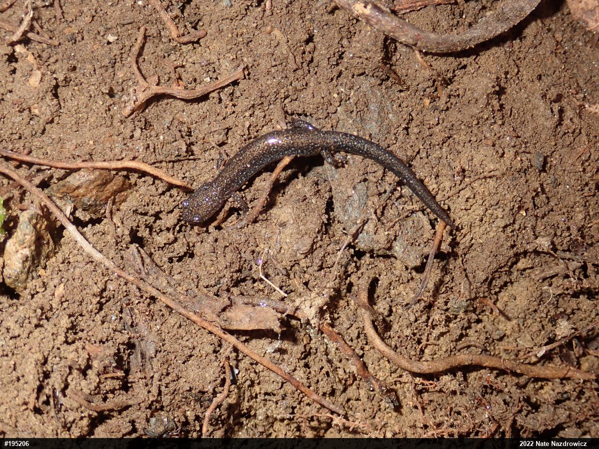 Eastern Red-backed  Salamander