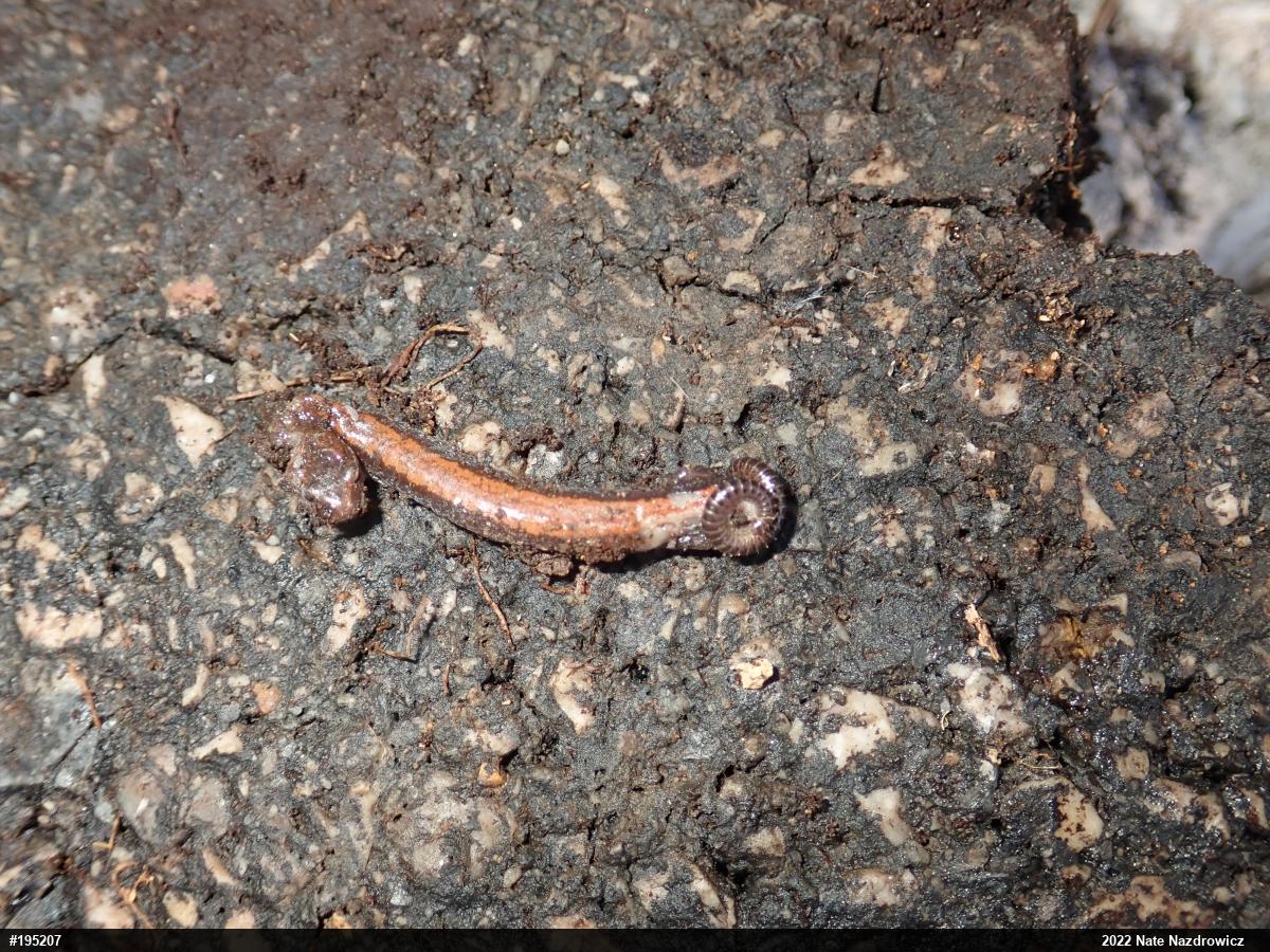Eastern Red-backed  Salamander