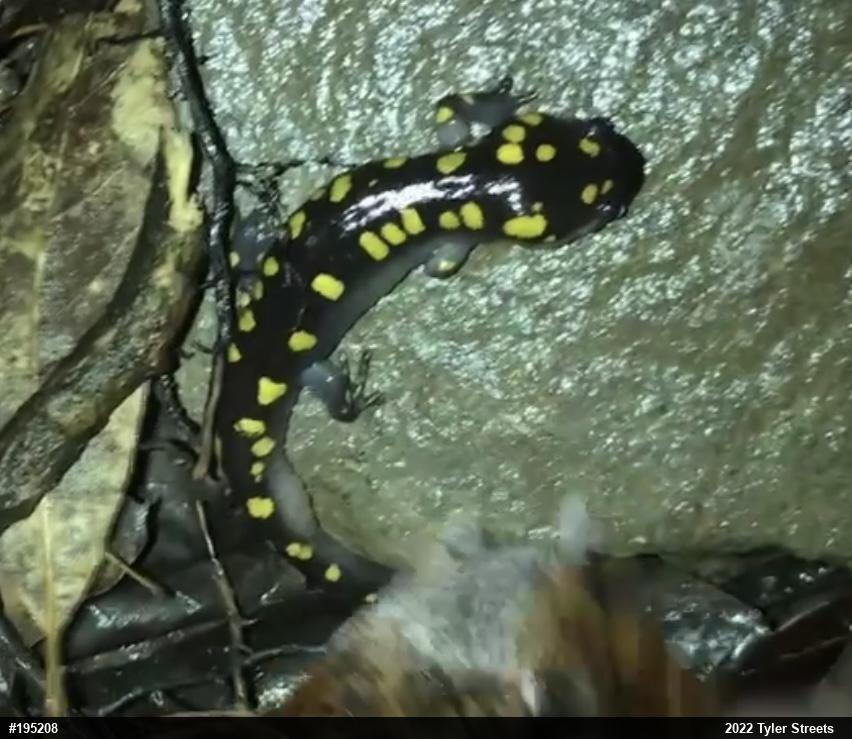 Spotted Salamander