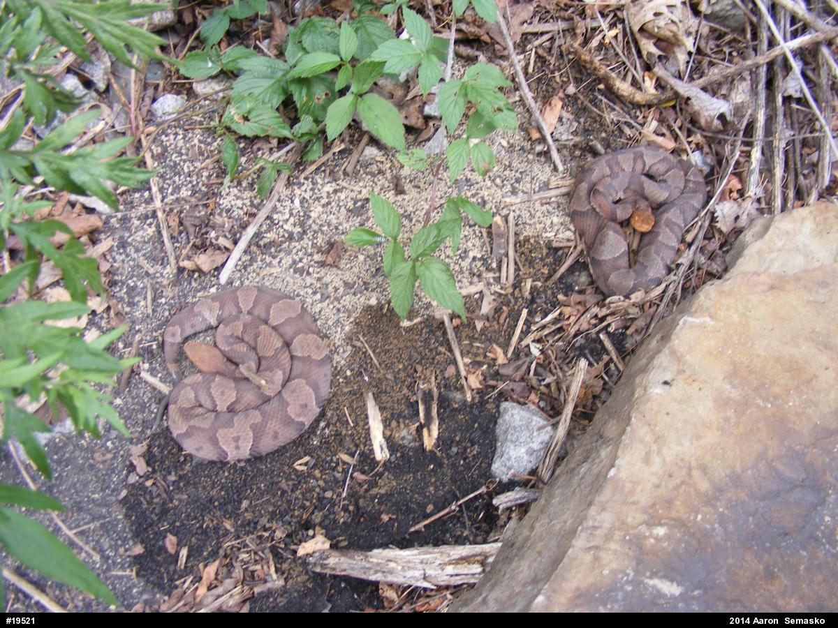 Northern Copperhead