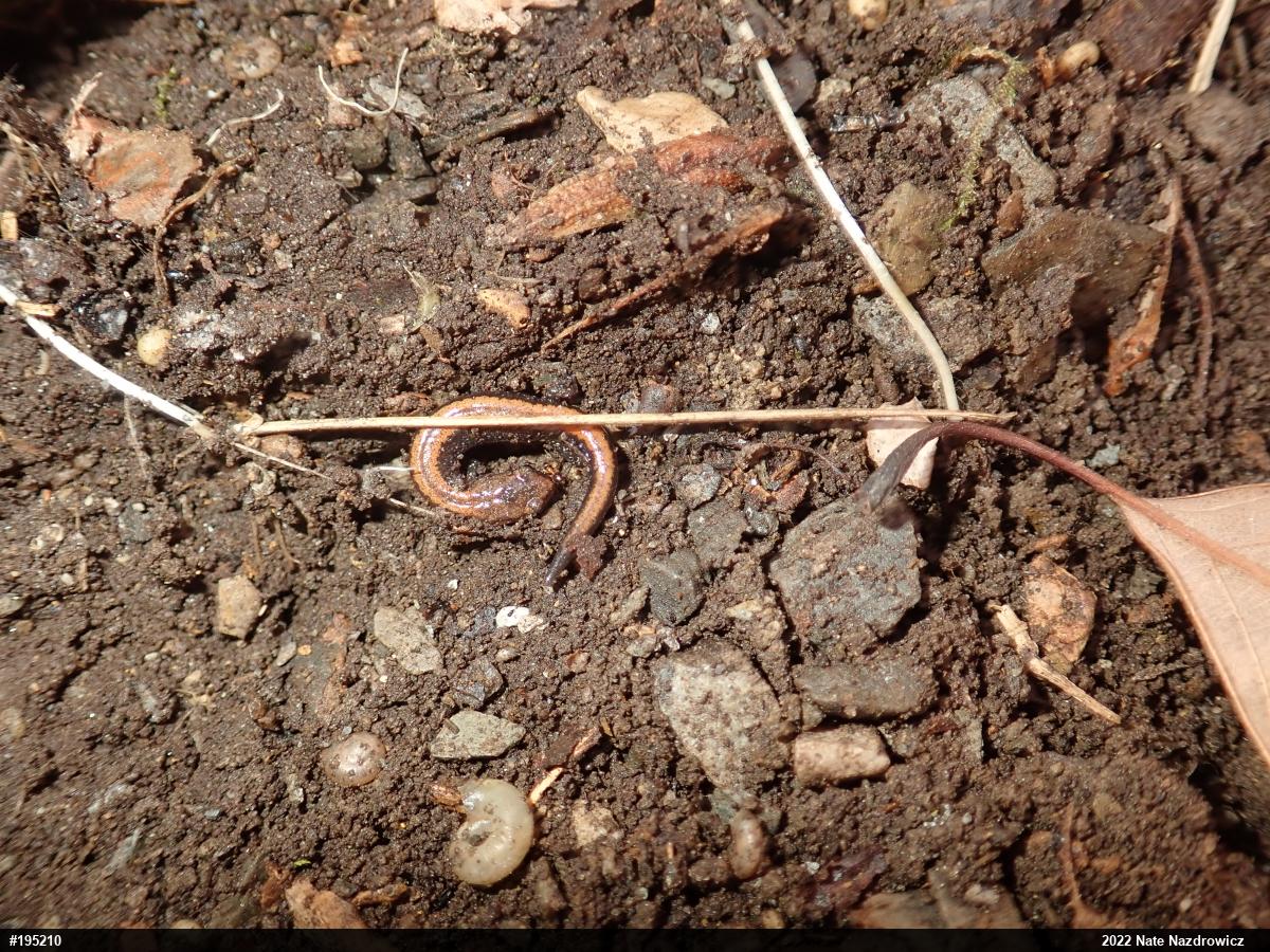 Eastern Red-backed  Salamander