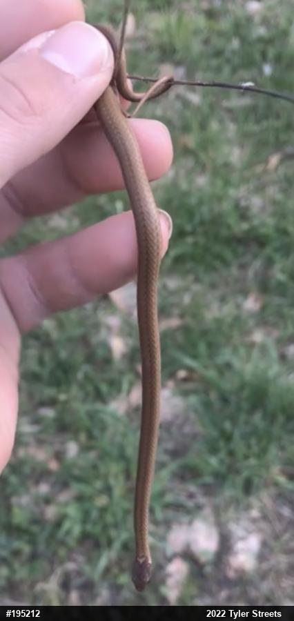 Red-bellied Snake