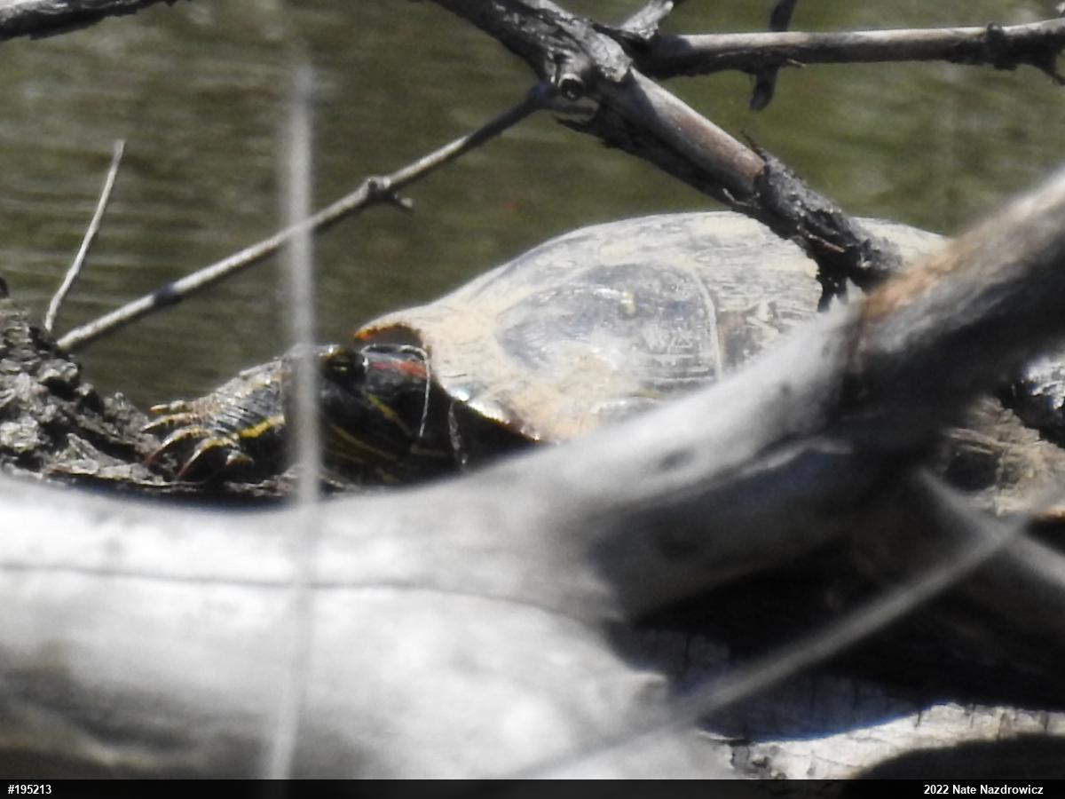Red-eared Slider
