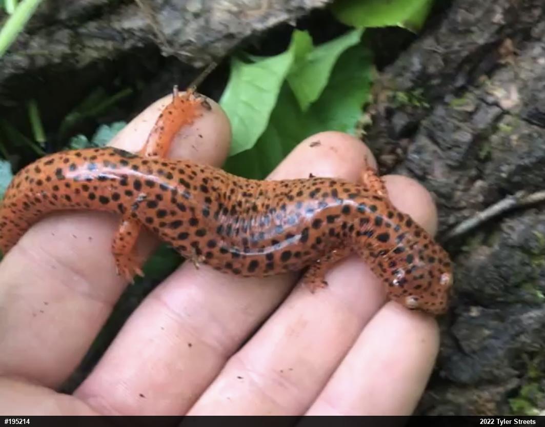 Northern Red Salamander
