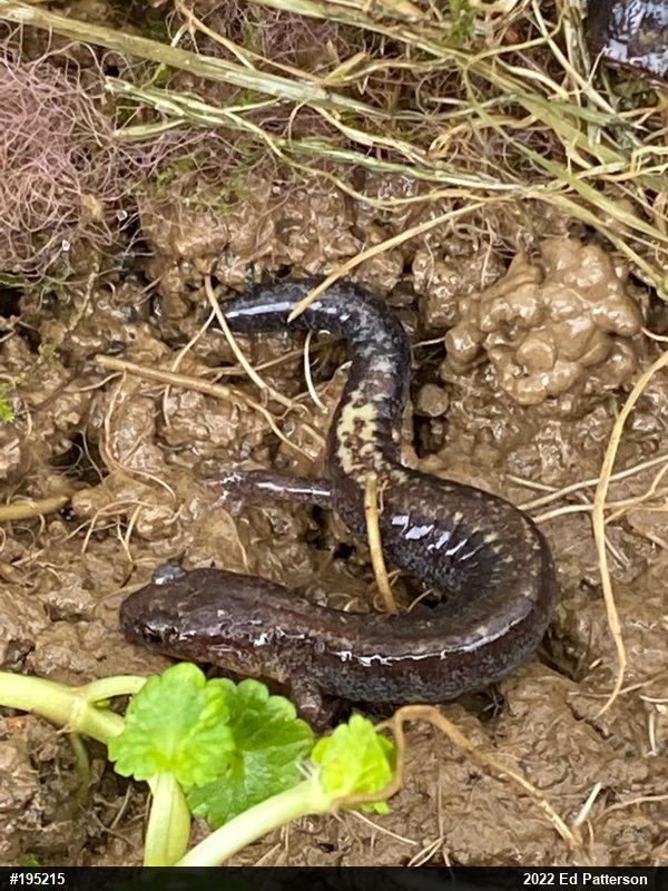 Eastern Red-backed  Salamander
