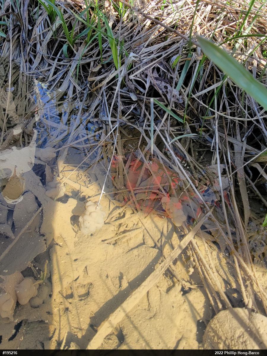 Mountain Chorus Frog