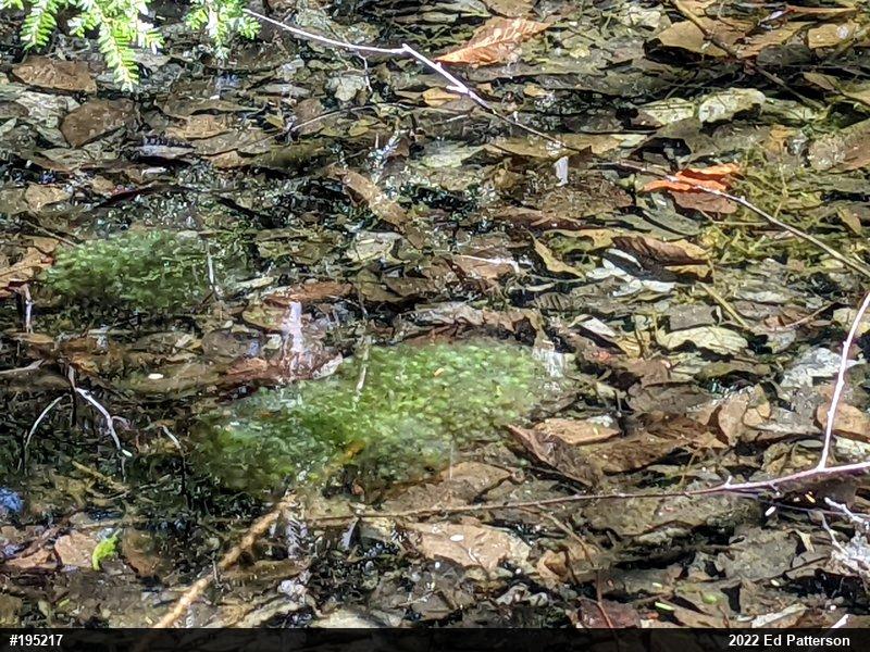 Wood Frog