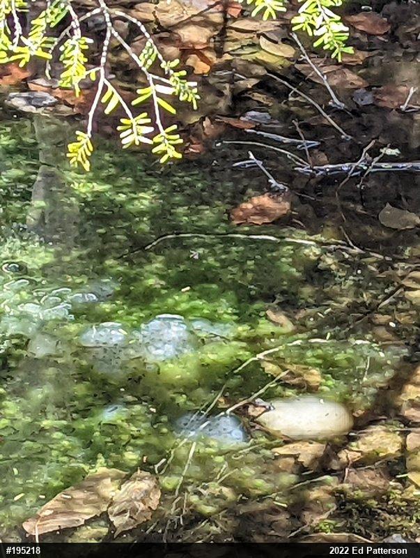 Spotted Salamander