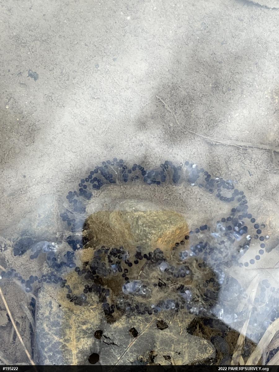 True Toads