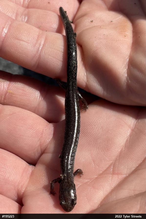 Valley And Ridge Salamander