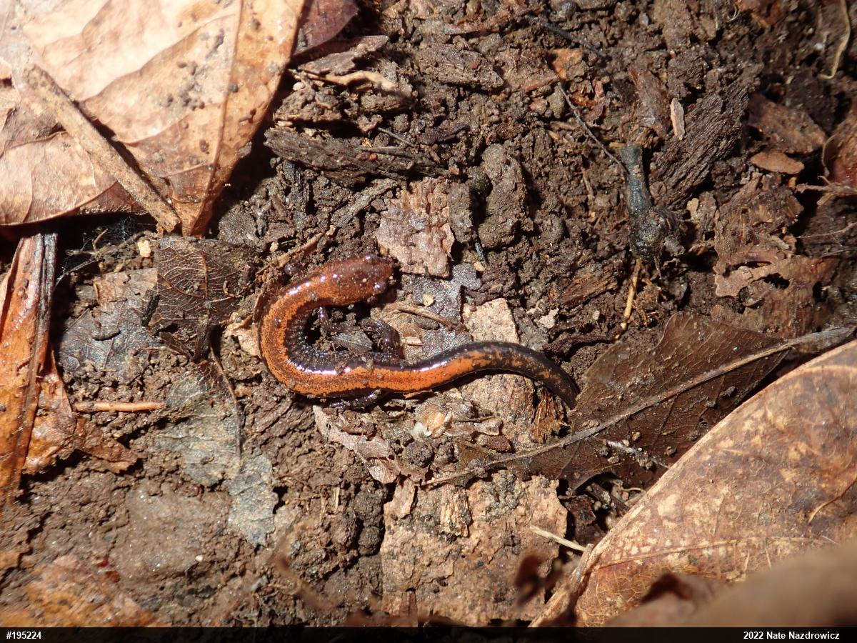 Eastern Red-backed  Salamander