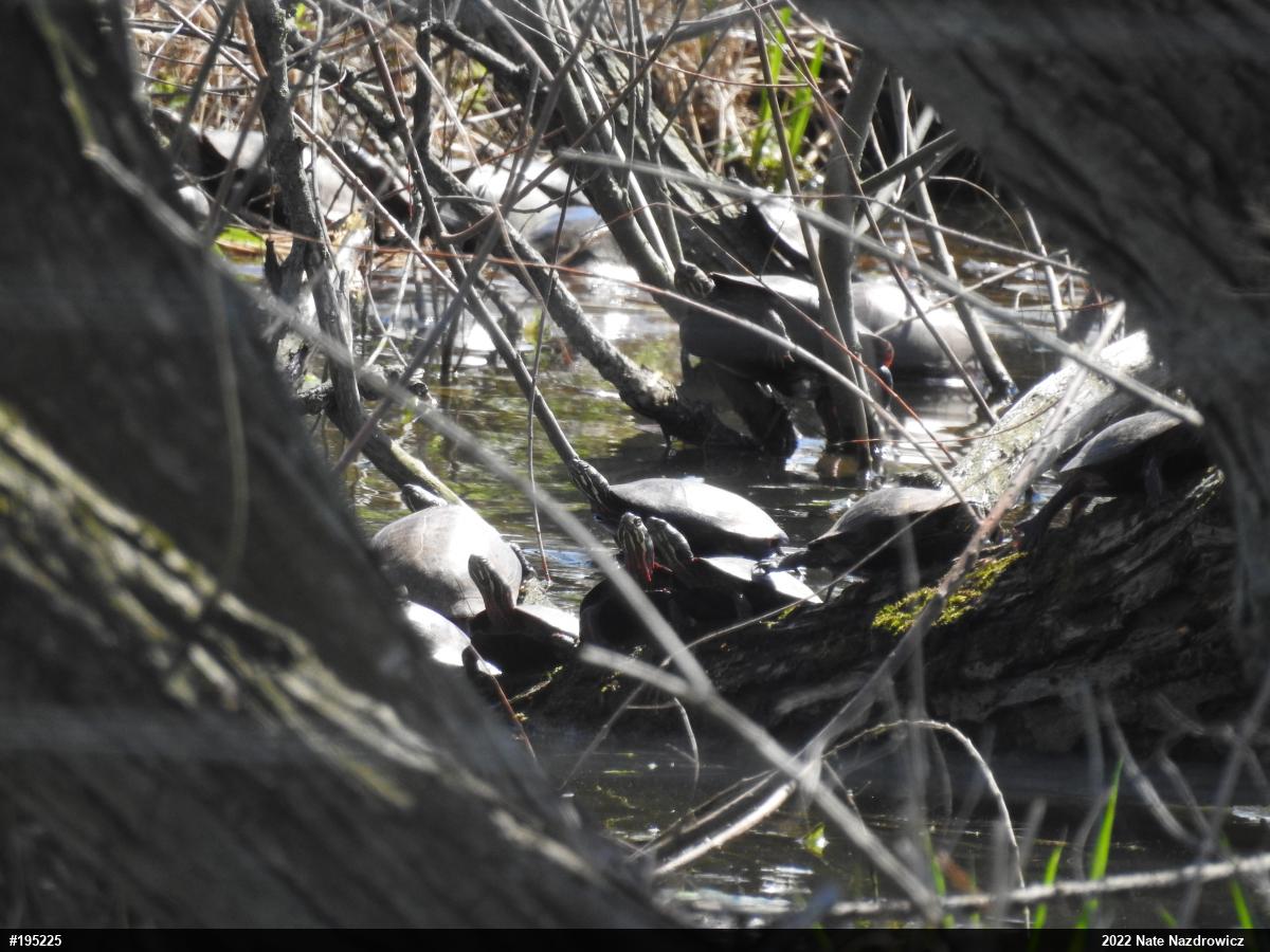 Painted Turtle