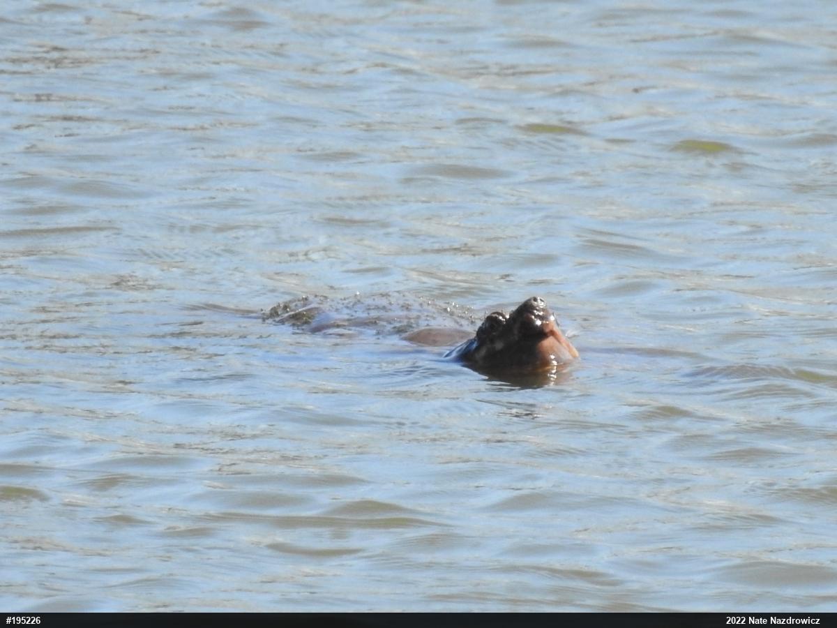 Snapping Turtle