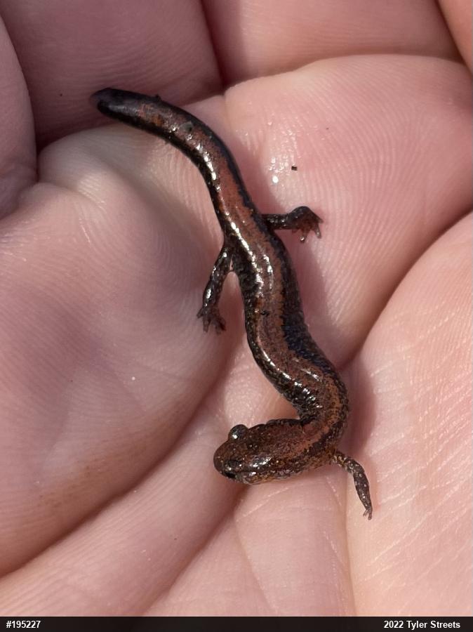 Eastern Red-backed  Salamander
