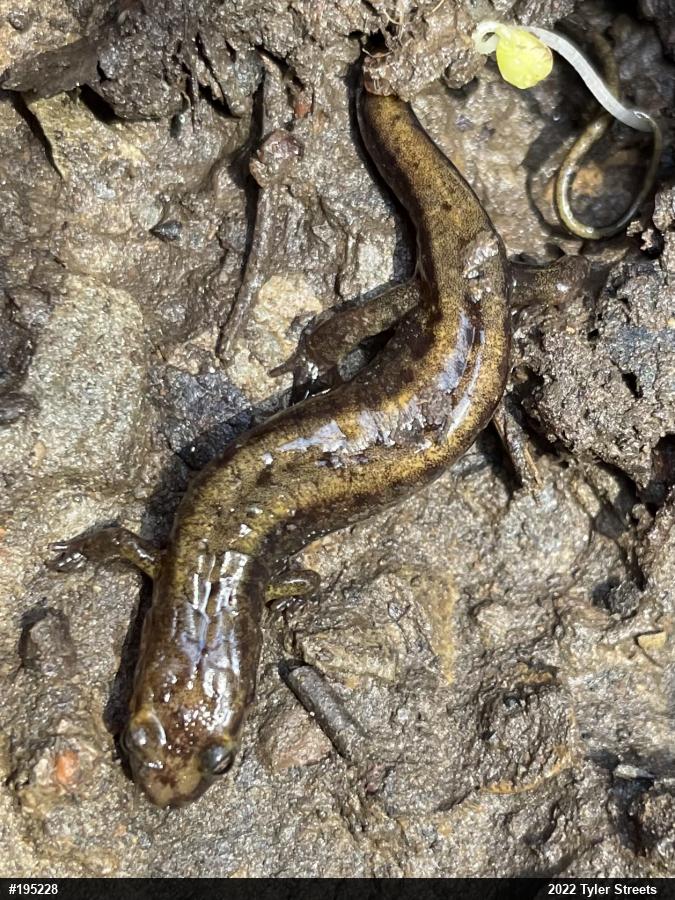 Allegheny Mountain Dusky Salamander