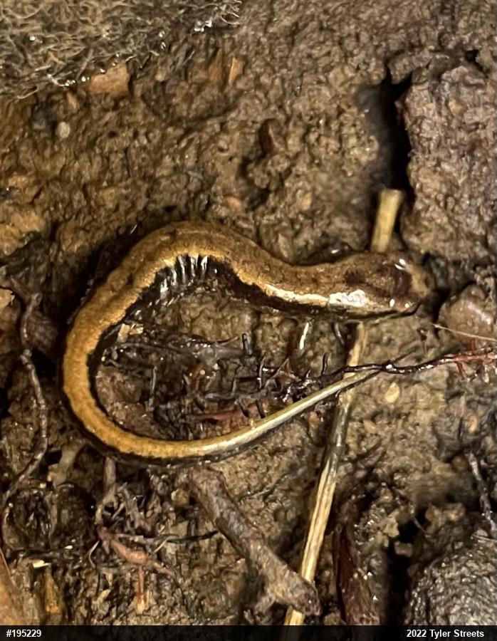 Allegheny Mountain Dusky Salamander