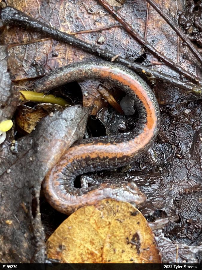 Eastern Red-backed  Salamander