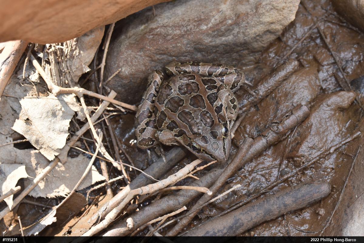 Pickerel Frog