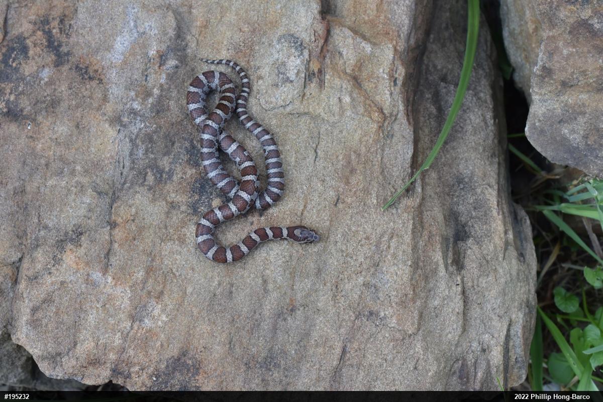 Eastern Milksnake